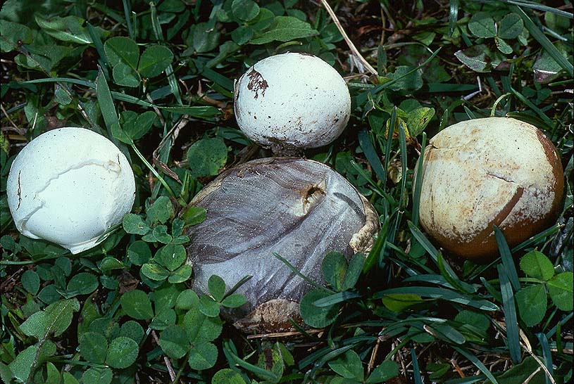 Bovista plumbea